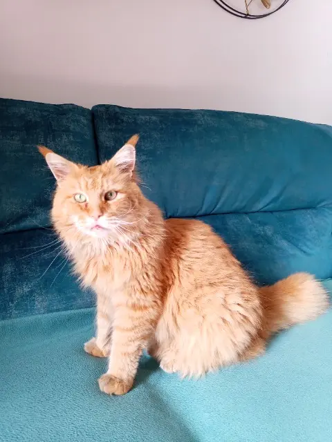 chat reunited    Avignon Pacha
