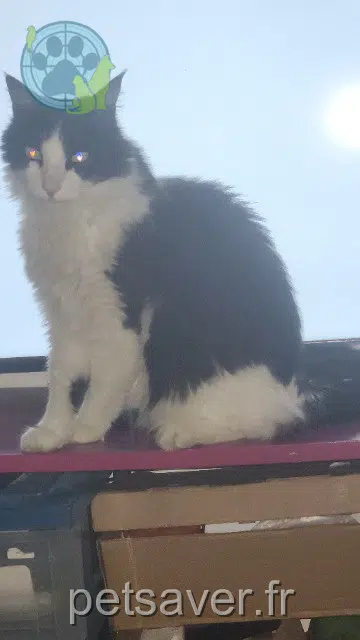 gato reunited 84000 Avignon Rambo
