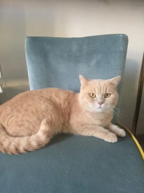 chat reunited    Avignon Rudolf Noureev