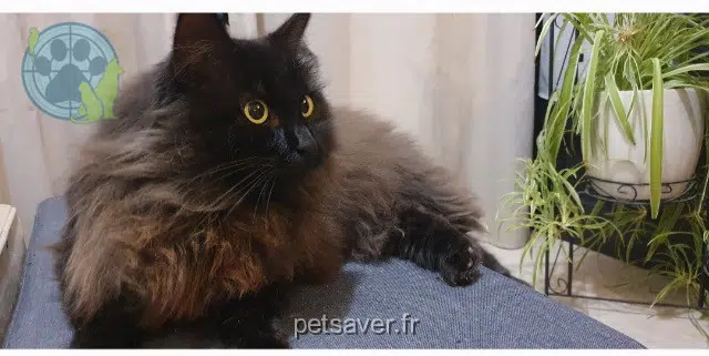 gatto reunited   84260 Sarrians Baghera