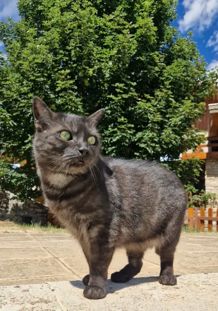 chat reunited   84340 Beaumont-du-Ventoux Onyx