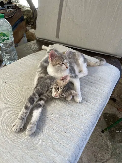 chat reunited   84160 Cucuron Chachat