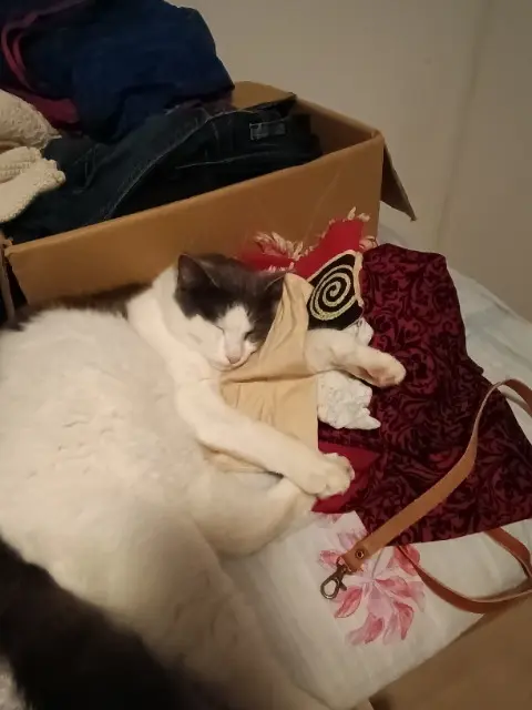 chat reunited   84120 La Bastidonne Chachou