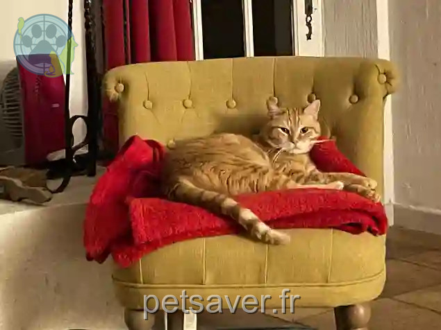 Chat Perdu 84 Vaucluse - Charlie Chat Perdu 84 Vaucluse - Charlie