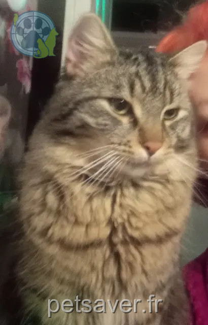chat reunited   84200 Carpentras Chat