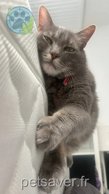 Kater reunited 84170 Monteux Coca