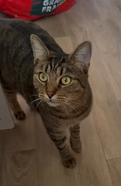 chat reunited   84100 Orange Draken