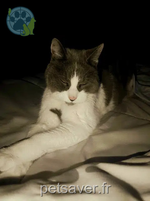 chat reunited 84170 Monteux Findus