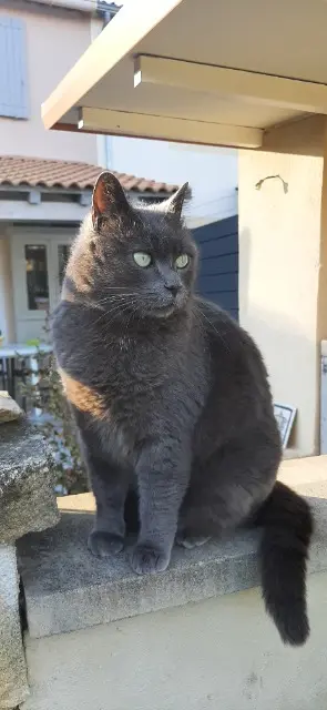 chat reunited   84100 Orange Horus