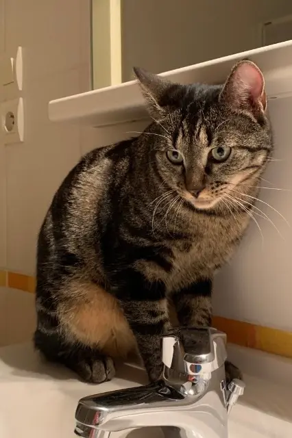 chat reunited   84400 Apt Oliver