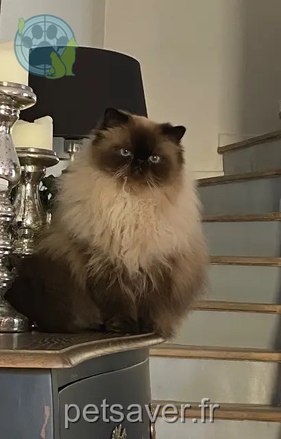 Kater reunited   84190 Beaumes-de-Venise Pasha