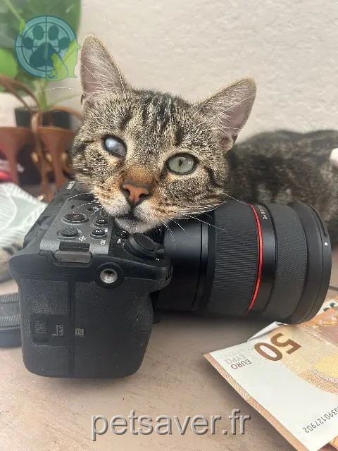 chat reunited 84300 Cavaillon Pirate