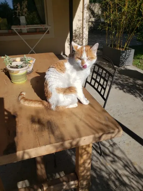 chat reunited   84330 Caromb Rouky