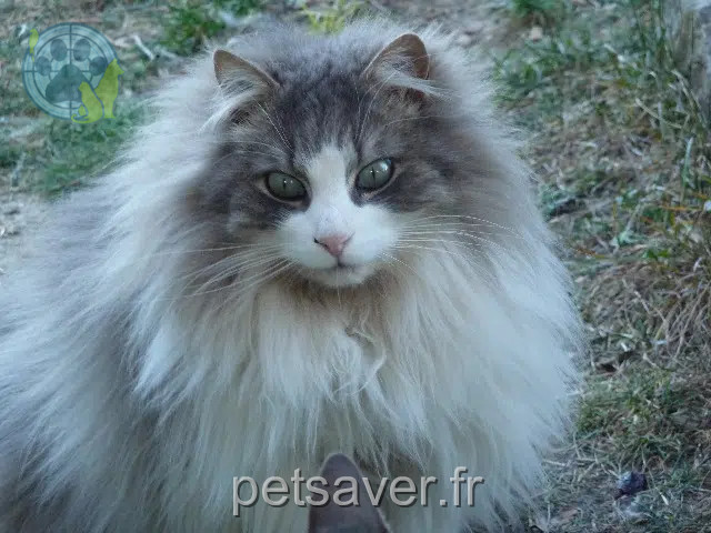 chat reunited 84390 Saint-Christol Linux