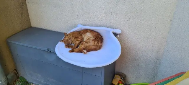 chat reunited   84800 L'Isle-sur-la-Sorgue Simba