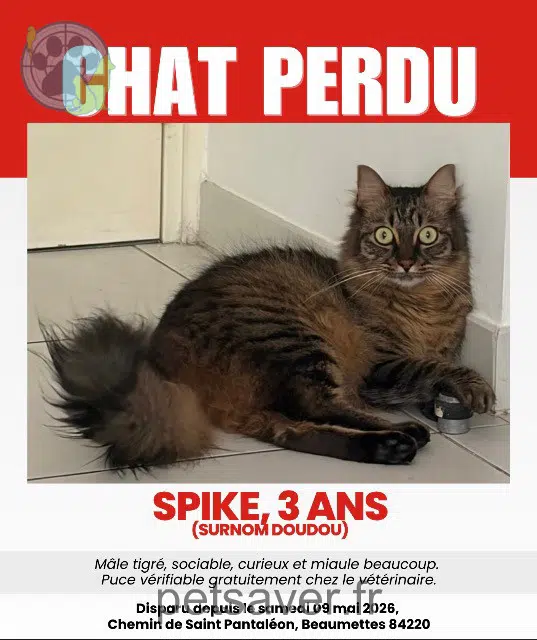 gatto reunited   84220 Beaumettes Spike