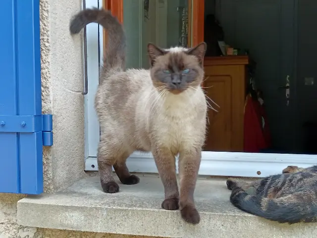 chat reunited   84830 Sérignan-du-Comtat Tinou