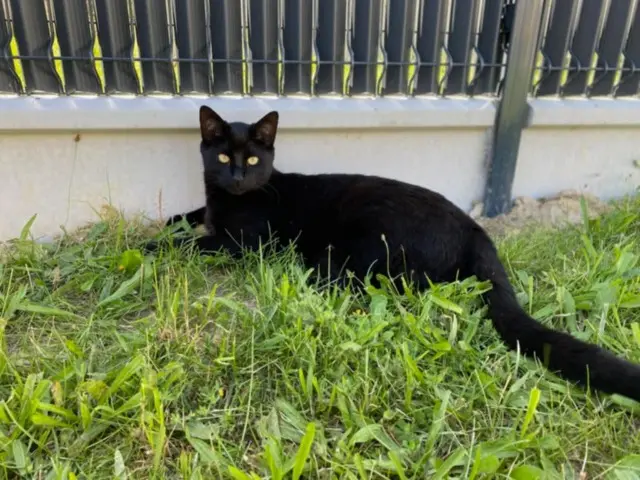 chat reunited   85170 Bellevigny Uby