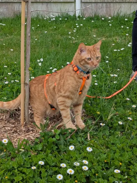chat reunited   85560 Longeville-sur-Mer Bustamante