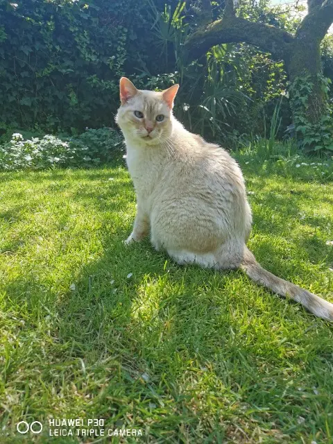 chat reunited   85520 Jard-sur-Mer Chacha