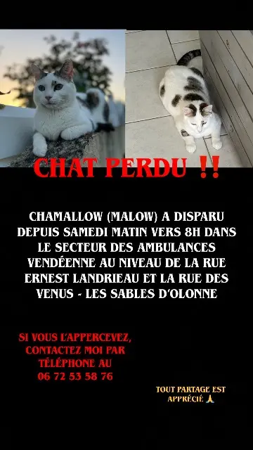 chat reunited    Les Sables-d'Olonne Chatmallow