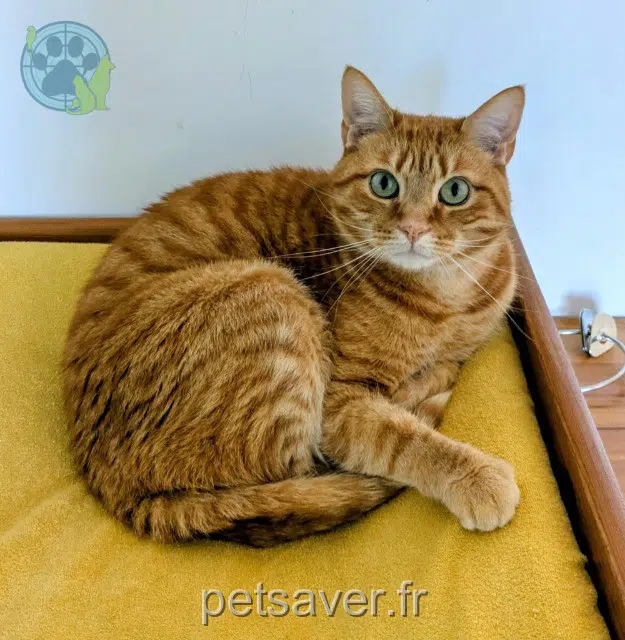 chat reunited 85000 La Roche-sur-Yon Coco