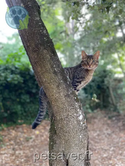 cat reunited   85520 Jard-sur-Mer Cosmo
