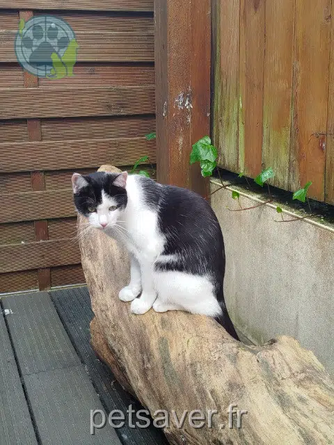 chat reunited   85610 Cugand-la-Bernardière Moon