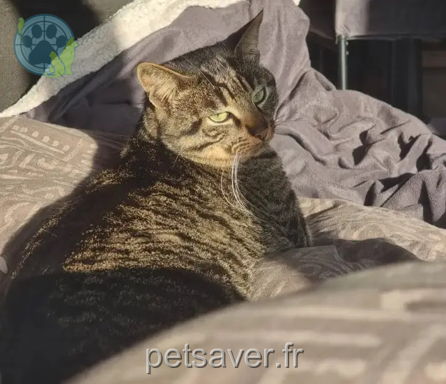 chat reunited 85670 Falleron Enki