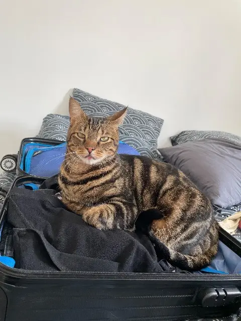 chat reunited   85140 Essarts-en-Bocage Locky