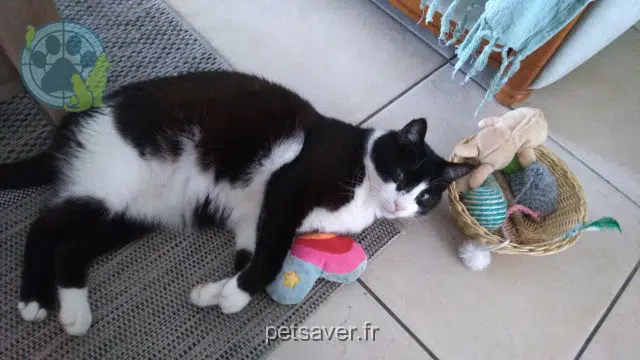 kater reunited 85000 La Roche-sur-Yon Globule