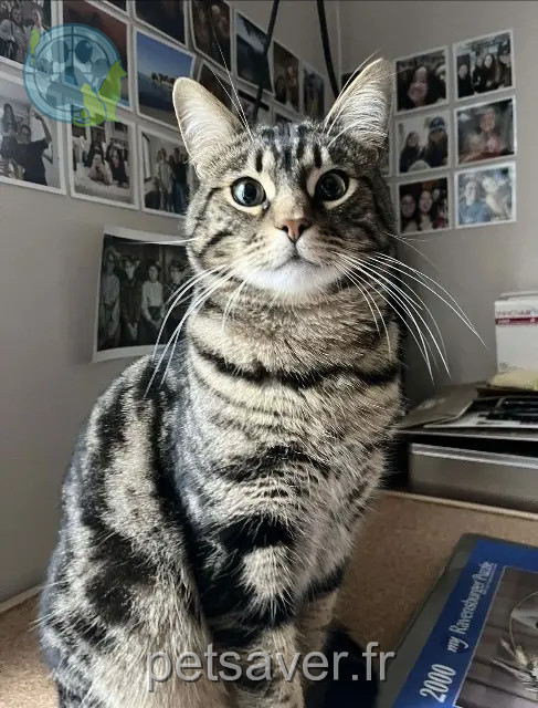 chat reunited   85220 L'Aiguillon-sur-Vie Glue