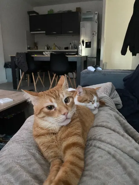 chat reunited   85300 Challans Joke