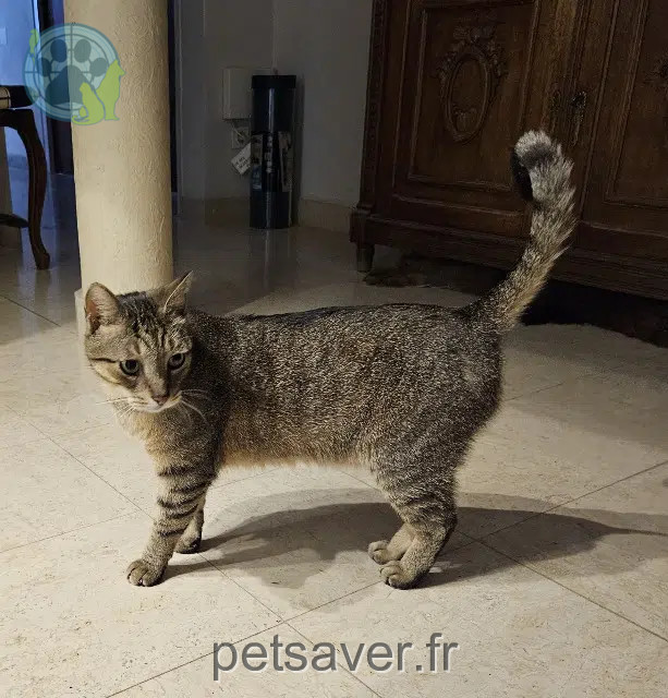 chat reunited Les Sables-d'Olonne Kachka
