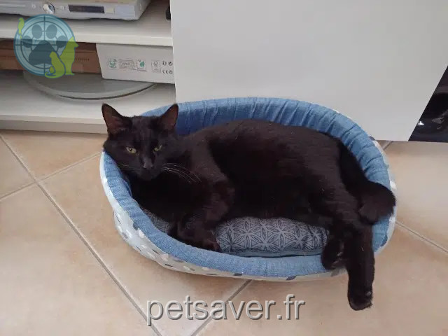 chat reunited   85150 Les Achards Titou