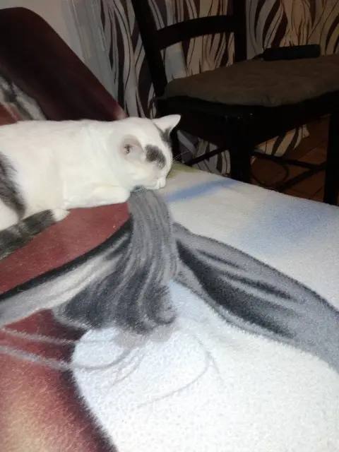 chat reunited   85320 Mareuil-sur-Lay-Dissais Gribouille