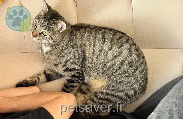 chat reunited 85800 Saint-Gilles-Croix-de-Vie Maïq
