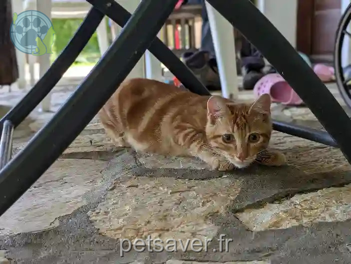 Chat Trouvé 85 Vendée - Milo Chat Trouvé 85 Vendée - Milo