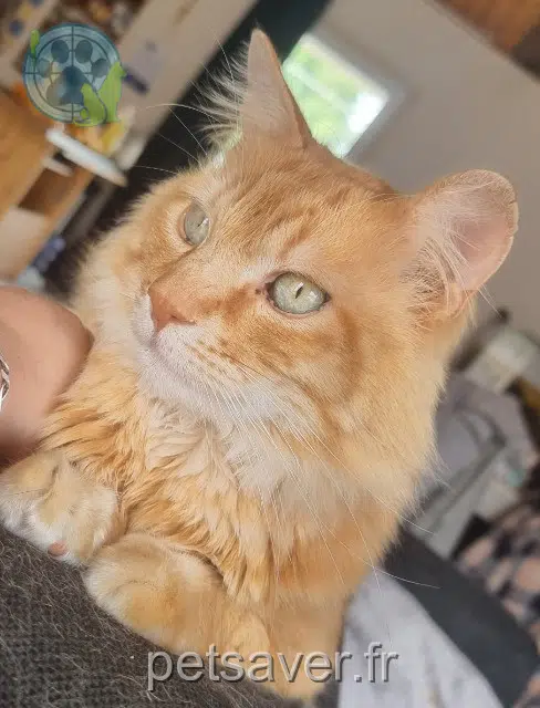 chat reunited 85670 Falleron Milo