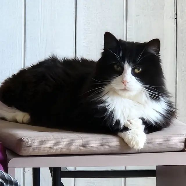 chat reunited   85400 Luçon Milo