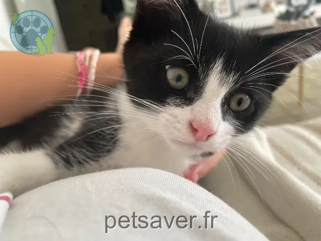 gato reunited 85230 Beauvoir-sur-Mer Mimi