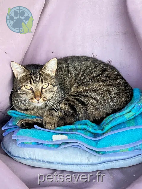 chat reunited   85160 Saint-Jean-de-Monts Oliver
