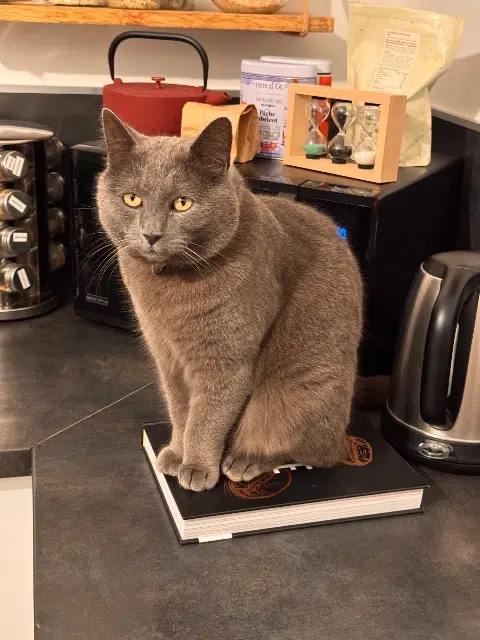 chat reunited   85300 Challans Pedro