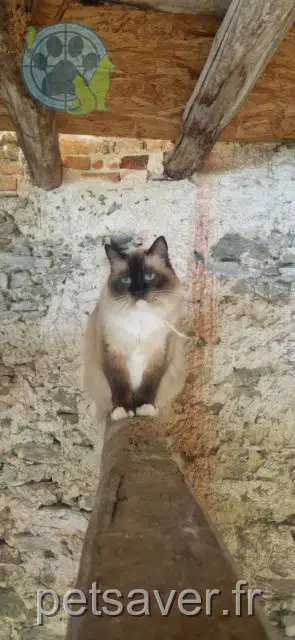 chat reunited   85110 Chantonnay Puma