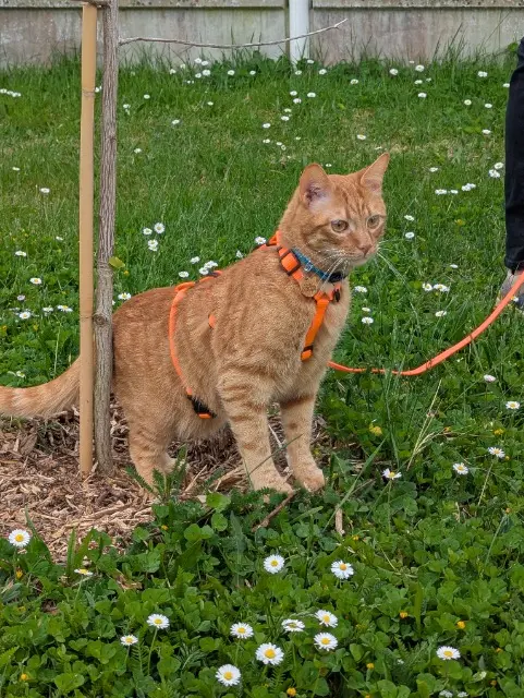 chat reunited   85560 Longeville-sur-Mer Pyroli