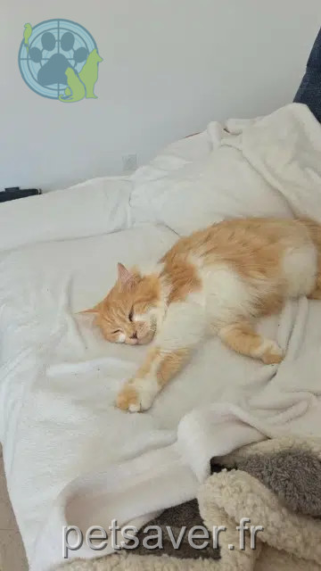 chat reunited    Les Sables-d'Olonne Pépite