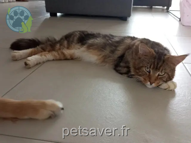 Kater reunited 85310 Nesmy Ramses