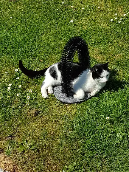 chat reunited  Rue du Breuil 85660 Saint-Philbert-de-Bouaine Rio 