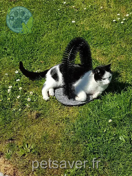 gato reunido Rue du Breuil 85660 Saint-Philbert-de-Bouaine Rio gato reunited Rue du Breuil 85660 Saint-Philbert-de-Bouaine Rio