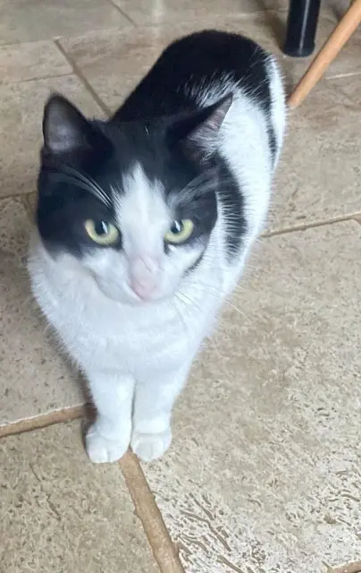 chat reunited   85410 Rives-du-Fougerais Crapule